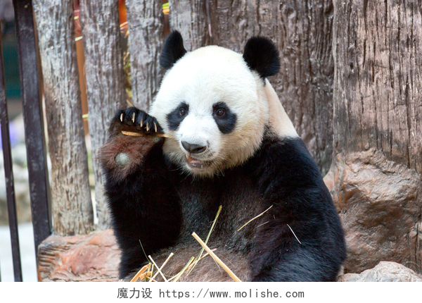 动物园吃竹子的熊猫在动物园吃竹子的熊猫